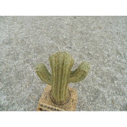 petit cactus en osier